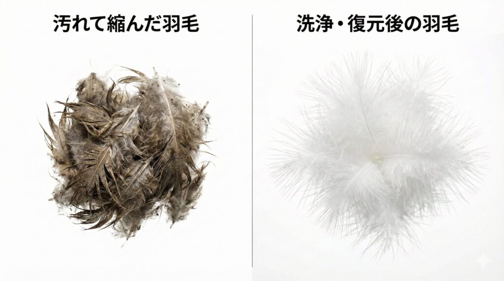 汚れて縮んだ羽毛と洗ってふわふわの羽毛